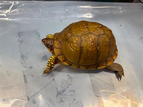 Hong Kong Customs on July 13 seized 33 live turtles of a scheduled endangered species with an estimated market value of about $330,000 at the Air Mail Centre in Hong Kong International Airport. Photo shows one of the live turtles of the scheduled endangered species seized.