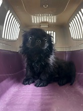Hong Kong Customs yesterday (July 23) detected a suspected case of illegal importing of an animal at the Lok Ma Chau Spur Line Control Point. One suspected illegally imported live dog with an estimated market value of about $15,000 was seized. Photo shows the suspected illegally imported live dog seized.