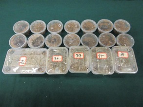 Hong Kong Customs yesterday (July 23) detected a suspected case of illegal importing of live plant pests at the Lo Wu Control Point, seizing 500 grams of suspected illegally imported live beetles with an estimated market value of about $1,900. Photo shows the suspected illegally imported live beetles seized.