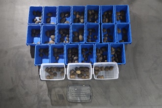 香港海关于七月十四日在深圳湾管制站侦破一宗涉嫌利用跨境私家车走私的案件，共检获二百一十六只活龟和两只龟蛋，估计市值共约二万一千八百元。图示检获的怀疑走私活龟和龟蛋。
