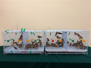 Hong Kong Customs today (July 29) seized 100 suspected illegally imported live birds, with an estimated market value of about $20,000, at the Lok Ma Chau Spur Line Control Point. Photo shows the suspected illegally imported live birds seized.