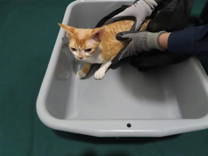 Hong Kong Customs has conducted an operation against the smuggling of animals, codenamed "Pet Guardian", with the Anti-Smuggling Bureau of Shenzhen Customs since November 2023. The sixth phase of the operation commenced in late July this year, and Hong Kong Customs detected a suspected case of illegally importing animals. One suspected illegally imported cat with an estimated market value of about $2,000 was seized. Photo shows the cat seized in the operation.
