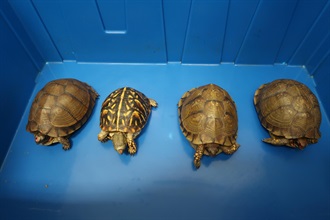 Hong Kong Customs today (August 1) seized four live turtles of suspected scheduled endangered species, with an estimated market value of about $20,000, at the Shenzhen Bay Control Point. Photo shows the batch of live turtles of suspected scheduled endangered species.