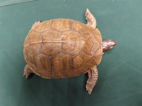 Hong Kong Customs on July 25 and July 30 detected two air smuggling cases of live turtles of scheduled endangered species. A total of 42 live turtles of scheduled endangered species with a total estimated market value of about $210,000 was seized. Photo shows one of the live turtles of a scheduled endangered species seized.