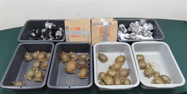 Hong Kong Customs on July 25 and July 30 detected two air smuggling cases of live turtles of scheduled endangered species. A total of 42 live turtles of scheduled endangered species with a total estimated market value of about $210,000 was seized. Photo shows a batch of the live turtles of scheduled endangered species seized.