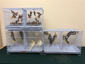 Hong Kong Customs today (August 3) seized 62 suspected illegally imported live birds, with an estimated market value of about $12,000, at the Lok Ma Chau Spur Line Control Point. Photo shows the suspected illegally imported live birds seized.