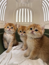 Hong Kong Customs today (August 3) detected a suspected case of illegal importing of animal at the Lok Ma Chau Spur Line Control Point. Three suspected illegally imported live cats with an estimated market value of about $30,000 were seized. Photo shows the suspected illegally imported live cats seized.