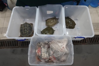 Hong Kong Customs yesterday (August 4) seized three live soft-shell turtles, one live turtle and about 18 kilograms of crocodile meat of suspected endangered species at the Shenzhen Bay Control Point, with a total estimated market value of about $5,900. Photo shows seizures in the case.