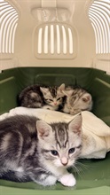 Hong Kong Customs detected a suspected case of illegal importing of animals at the Lok Ma Chau Spur Line Control Point yesterday (August 5). Three suspected illegally imported live cats with a total estimated market value of about $30,000 were seized. Photo shows the suspected illegally imported live cats seized.