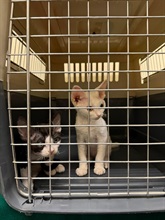 Hong Kong Customs detected a suspected case of illegal importing of animals at the Lok Ma Chau Spur Line Control Point yesterday (August 11). Two suspected illegally imported live cats with a total estimated market value of about $20,000 were seized. Photo shows the suspected illegally imported live cats seized.