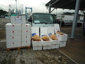 Hong Kong Customs and the Marine Police today (November 18) smashed a smuggling case and seized 373.5 kilograms of lobsters and a light goods vehicle with a total value of about $150,000 in Sai Kung. The photo shows the seized lobsters and the light goods vehicle.