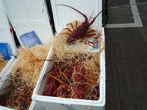 White polystyrene boxes packed with lobsters.
