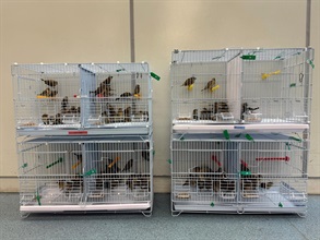 Hong Kong Customs yesterday (August 18) detected two cases of suspected illegally imported live birds at the Lo Wu Control Point. Two hundred suspected illegally imported live birds with an estimated market value of about $20,000 were seized. Photo shows the suspected illegally imported live birds seized.