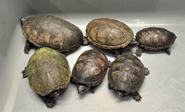 Hong Kong Customs seized six live turtles of suspected scheduled endangered species, with an estimated market value of about $24,000, at Hong Kong International Airport yesterday (August 19). Photo shows the batch of live turtles of suspected scheduled endangered species.