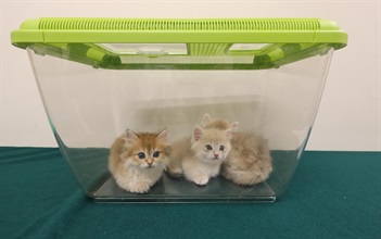 Hong Kong Customs today (August 20) detected a suspected case of illegal importing of animals at the Lok Ma Chau Spur Line Control Point. Three suspected illegally imported live cats with a total estimated market value of about $36,000 were seized. Photo shows the suspected illegally imported live cats seized.