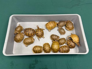 香港海關於八月二十二日在香港國際機場檢獲十七隻懷疑受管制屬瀕危物種的活龜，估計市值約十萬二千元。圖示該批懷疑受管制屬瀕危物種活龜。