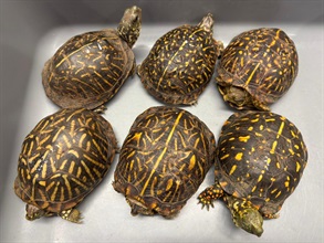 Hong Kong Customs seized six live turtles of a suspected scheduled endangered species, with an estimated market value of about $36,000, at Hong Kong International Airport today (September 1). Photo shows the batch of live turtles of a suspected scheduled endangered species.