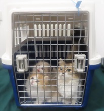Hong Kong Customs yesterday (September 5) detected a suspected case of illegal importing of animals at the Chung Ying Street Checkpoint in Sha Tau Kok. Three suspected illegally imported live cats with an estimated market value of about $24,000 were seized. Photo shows the suspected illegally imported live cats seized.