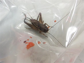 Hong Kong Customs on September 5 and yesterday (September 6) detected two suspected cases of illegally importing live plant pests at the Lo Wu Control Point, seizing 200 suspected illegally imported live crickets and 13 kilograms of suspected illegally imported live dubia roaches with a total estimated market value of about $5,900. Photo shows one of the suspected illegally imported live crickets seized.