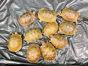 Hong Kong Customs today (September 19) seized ten live turtles of suspected scheduled endangered species, with an estimated market value of about $20,000, at Hong Kong International Airport. Photo shows the batch of live turtles of suspected scheduled endangered species.