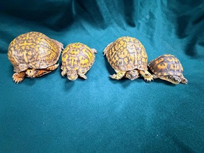 Hong Kong Customs seized six live turtles of suspected scheduled endangered species with an estimated market value of about $38,000 at Hong Kong International Airport today (September 28). Photo shows some of the suspected scheduled endangered live turtles seized.