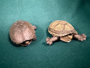 Hong Kong Customs seized six live turtles of suspected scheduled endangered species with an estimated market value of about $38,000 at Hong Kong International Airport today (September 28). Photo shows some of the suspected scheduled endangered live turtles seized.