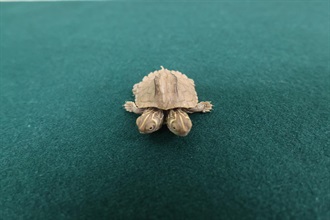 Hong Kong Customs yesterday (September 28) seized an illegally imported live turtle of a suspected scheduled endangered species, with an estimated market value of about $10,000, at the Lok Ma Chau Spur Line Control Point. Photo shows the live turtle of the suspected scheduled endangered species seized.