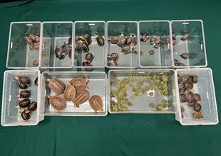 Hong Kong Customs yesterday (October 11) seized 164 live turtles, some of which were suspected scheduled endangered species, with an estimated market value of about $320,000, at the Lok Ma Chau Spur Line Control Point. Photo shows the live turtles seized.