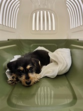 Hong Kong Customs yesterday (October 21) detected a suspected case of an illegal importing of an animal at the Lok Ma Chau Spur Line Control Point. A suspected illegally imported live dog with an estimated market value of about $15,000 was seized. Photo shows the suspected illegally imported live dog seized.