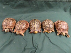 Hong Kong Customs yesterday (October 28) seized eight live turtles of suspected scheduled endangered species with a total estimated market value of about $54,000 at Hong Kong International Airport. Photo shows the suspected scheduled endangered live turtles seized.