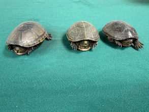 Hong Kong Customs yesterday (October 28) seized eight live turtles of suspected scheduled endangered species with a total estimated market value of about $54,000 at Hong Kong International Airport. Photo shows the suspected scheduled endangered live turtles seized.