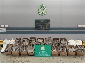 Hong Kong Customs yesterday (March 31) seized about 392 kilograms of suspected scheduled dried shark fins of endangered species with an estimated market value of about $110,000 from a container at the Kwai Chung Customhouse Cargo Examination Compound. Photo shows the seized shark fins.