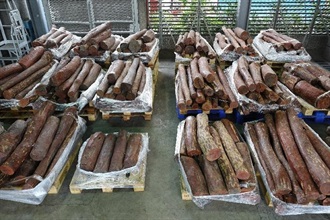 Hong Kong Customs seized about 7 400 kilograms of suspected smuggled red sandalwood with an estimated market value of about $5.5 million from two containers at the Kwai Chung Customhouse Cargo Examination Compound on April 6. This is the first time Customs has detected the smuggling of wood logs concealed inside furniture.