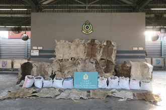 Hong Kong Customs yesterday (April 15) detected two sea-bound smuggling cases in a row at the Kwai Chung Customhouse Cargo Examination Compound and seized about 17 tonnes of suspected smuggled donkey skins, about 520 kilograms of suspected smuggled sea cucumbers, about 2kg of suspected smuggled fish maws and about one tonne of suspected scheduled dried shark fins, with a total estimated market value of about $2 million. The donkey skin seizure is the biggest ever in Hong Kong. Photo shows some of the suspected smuggled donkey skins, sea cucumbers and fish maws seized.