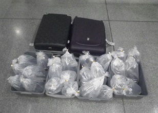 The suspected European eels discovered by Customs officers in the arrestee's check-in baggage.