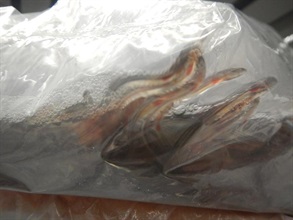The suspected European eels discovered by Customs officers in the arrestees' checked-in baggage.
