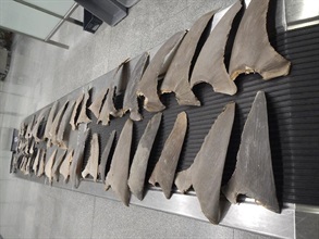 The suspected dried fins of Smooth Hammerhead Sharks seized by Customs.
