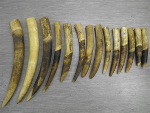 The suspected ivory pieces discovered by Customs officers in the arrestee's checked-in baggage.
